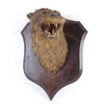 Shield mounted Otter's Mask with legend P. & C.