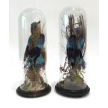 Pair mounted Jays in glass dome cases, h.20 ins One dome case damaged - see image