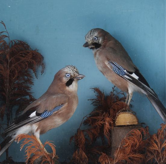 Pair mounted Jays in glass wall case, 18¾ x 18½ x 9¼ ins