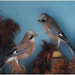 Pair mounted Jays in glass wall case, 18¾ x 18½ x 9¼ ins