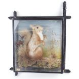 Victorian mounted Red Squirel in glazed wall case, 13 x 14 x 4½ ins