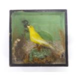 Cased and mounted Yellow Canary, 8 x 8 ins