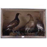 Cased and mounted Black Grouse, Red Grouse and Rock Ptarmigan, 29 x 19 x 9¼ ins