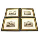 Four framed and glazed wildfowl prints: Green Winged Teal; Snow Goose; Wood Duck; Canada Goose