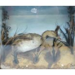 Cased and mounted Dabchick by J. Armour Clifton & Biggleswade