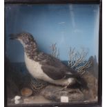 Razorbill on habitat mount in glass case, 16 ins x 18 ins x 9 ins
