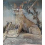 Red Fox and Pheasant quarry on habitat mount in glass display case, 32 ins x 32 ins x 13 ins