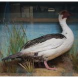 Muscovy Duck on habitat base in glass display case, 30½ ins x 28 ins x 12 ins
