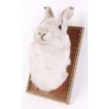 Trophy mounted Mountain Hare in winter coat