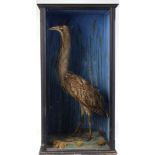 Bittern on habitat mount in glass case, 15½ ins x 31½ ins x 14 ins