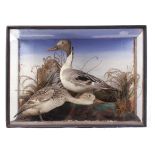 Duck and Drake Pintails in glazed display case, 24 ins x 18 ins x 7½ ins