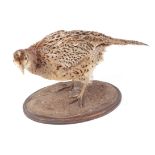 Hen Pheasant on oval base, 12 ins high