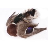 Table cape mounted Mallard Drake