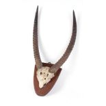 Trophy mounted Water Buck on shield mount