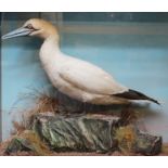 Gannet on habitat mount in glass display case, 32 ins x 26¼ ins x 11¼ ins