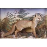 Red Fox cub on habitat mount in glass case, 31 ins x 21 ins x 9 ins