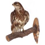 Full body Buzzard on tree branch mount