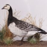 Barnacle Goose on habitat mount in glass case, 22½ ins x 21 ins x 10 ins