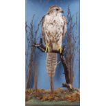 Sparrow Hawk on habitat mount in glass case, 14 ins x 24 ins x 11 ins