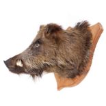 Trophy mounted Wild Boar