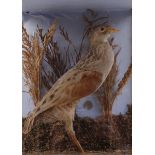 Corncrake on habitat mount in glass case, 9 ins x 11 ins x 5½ ins
