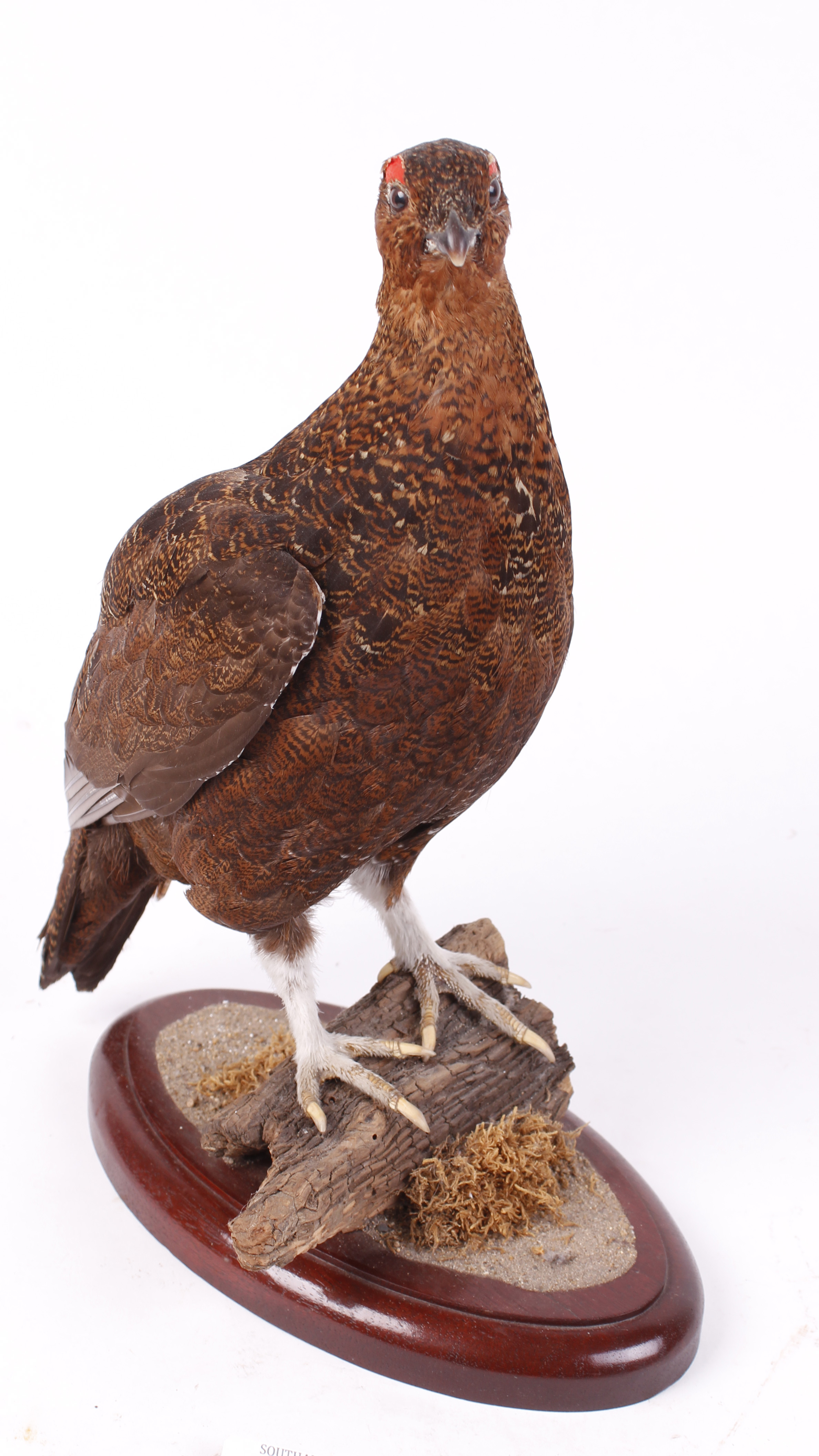 Red Grouse mounted on wood on oval base, 14 ins high