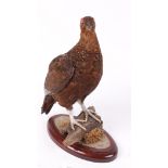 Red Grouse mounted on wood on oval base, 14 ins high