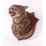 Trophy mounted Scottish Wildcat on shield wall placque