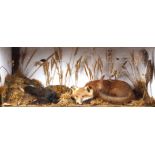 Recumbent Red Fox with Morehen prey on habitat mount in glass case, 39½ ins x 17 ins x 4¼ ins