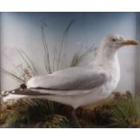 Herring Gull on habitat mount in glass display case, 24 ins x 20 ins x 9 ins