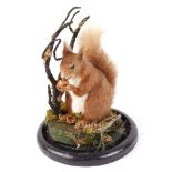 Victorian Seated Red Squirrel on habitat base mounted on circular stand with glass dome, 13 ins high