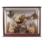 Victorian montage of three Red Squirrels, Chaffinch and Greenfinch in glazed display case, 22 ins