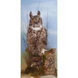 Long Eared Owl on habitat mount in glass case (a/f), 15 ins x 29¾ ins x 12 ins