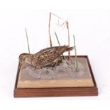 Jack Snipe on habitat base within a fully glazed wall mounted case, 9¼ ins x 8¼ ins x 7½ ins