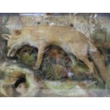 Red Fox and Rabbit in habitat mount within glass dislay case, 40 ins x 32 ins x 11 ins