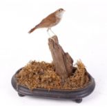 Nightingale mounted on wooden stump on lacquered oval base with glass dome, 16 ins high