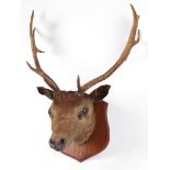 Trophy mounted Red Deer on shield mount