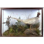 White Chinese Cock Pheasant on habitat mount in glass case, 33 ins x 24¾ ins x 11 ins