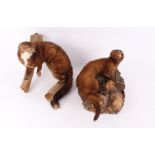 Hardwood mounted Fox with Pheasant prey, together with two wall hanging mounted Weasels