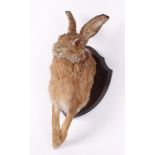 Trophy mounted Brown Hare on shield wall plaque