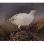 Snow Grouse (?) on habitat mount in glass display case, 16 ins x 14 ins x 6¼ ins