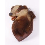Trophy mounted Badger on shield wall plaque