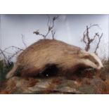 Badger on habitat mount in glass case, 28 ins x 21 ins x 12 ins