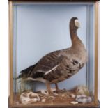 Goose on habitat mount in glass case, 19 ins x 24 ins x 14 ins