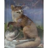 Red Fox and Grey Partridge quarry on habitat base in glass case, 26 ins x 30½ ins x 13 ins