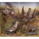 Montage of four Snipe on habitat mounts in glass case, 21 ins x 18½ ins x 7½ ins