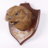 Trophy mounted Otter on shield wall placque bearing the banner legend, C + O = H, Harpford Mills,
