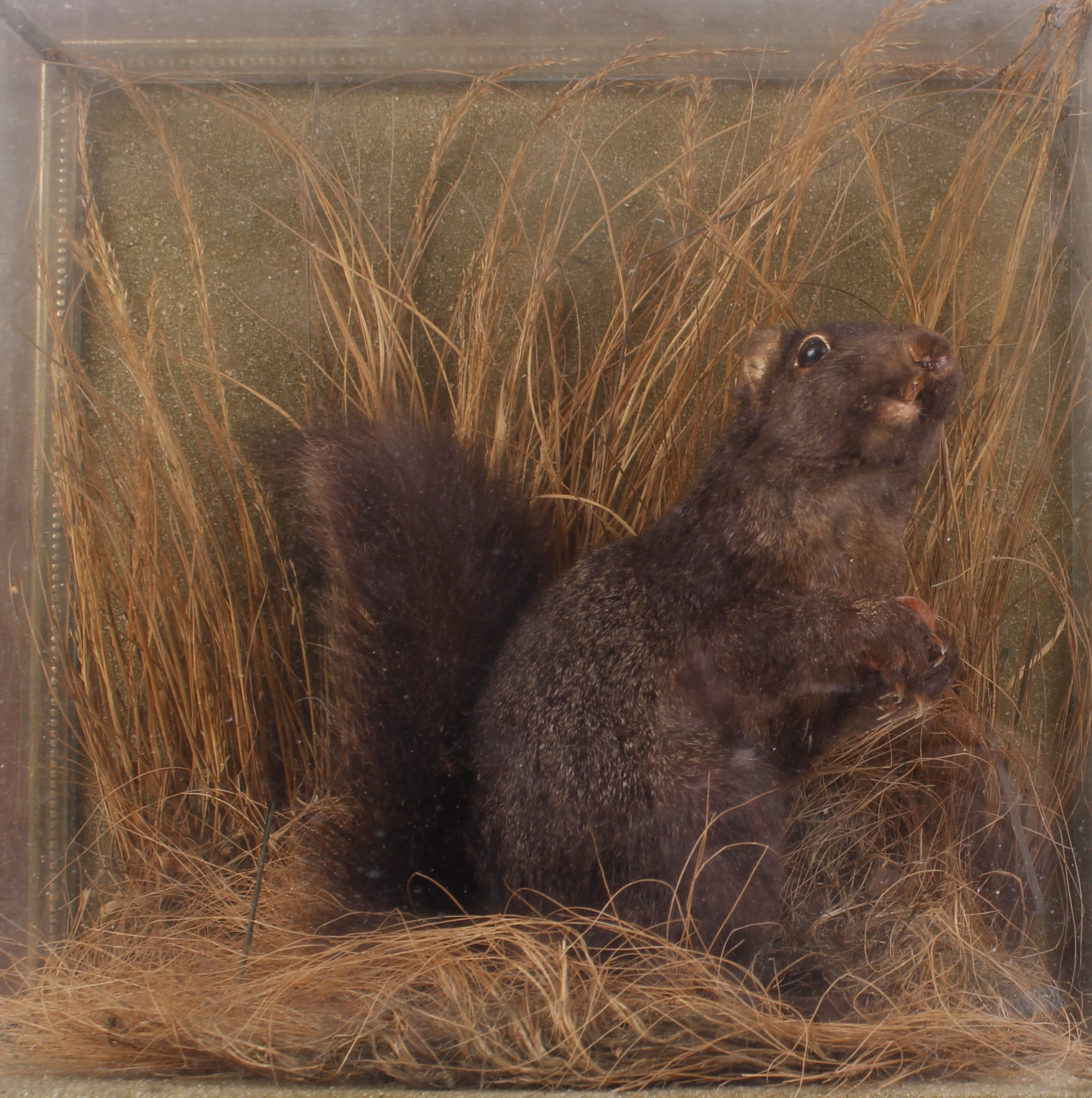 Black Squirrel on habitat base within a fully glazed wall mounted case, 12 ins x 12 ins x 8½ ins