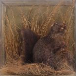 Black Squirrel on habitat base within a fully glazed wall mounted case, 12 ins x 12 ins x 8½ ins