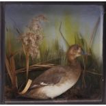 Duck on habitat mount in glass case, 19 ins x 19 ins x 5¼ ins